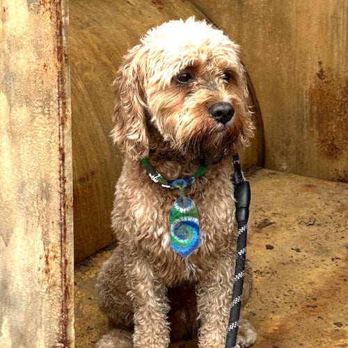 A photo of Moose, a curly tan cockapoo sitting outside on a leash — the original photo we used to make the kit.